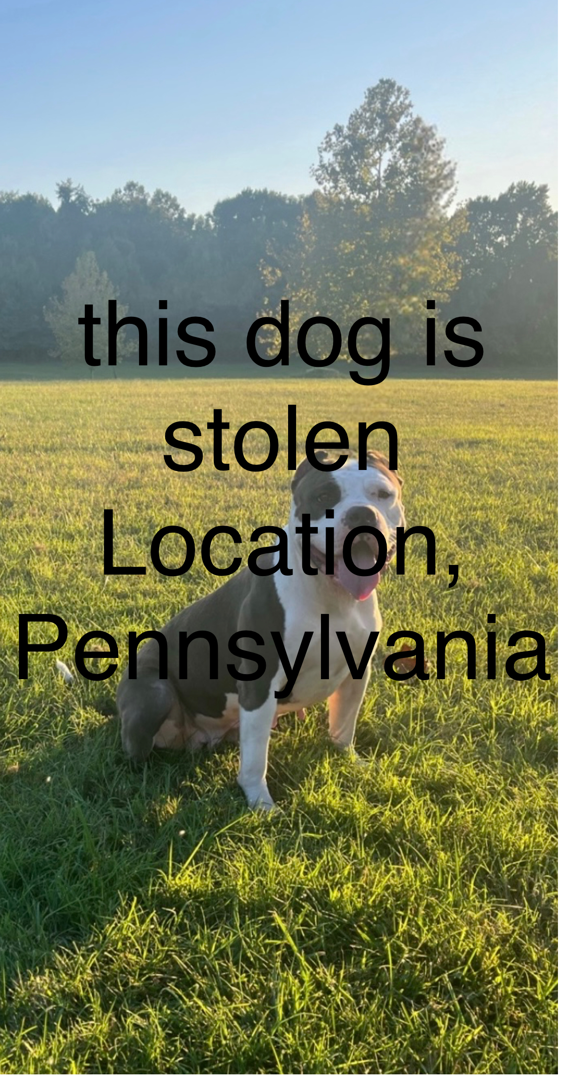 Dog Featured Image