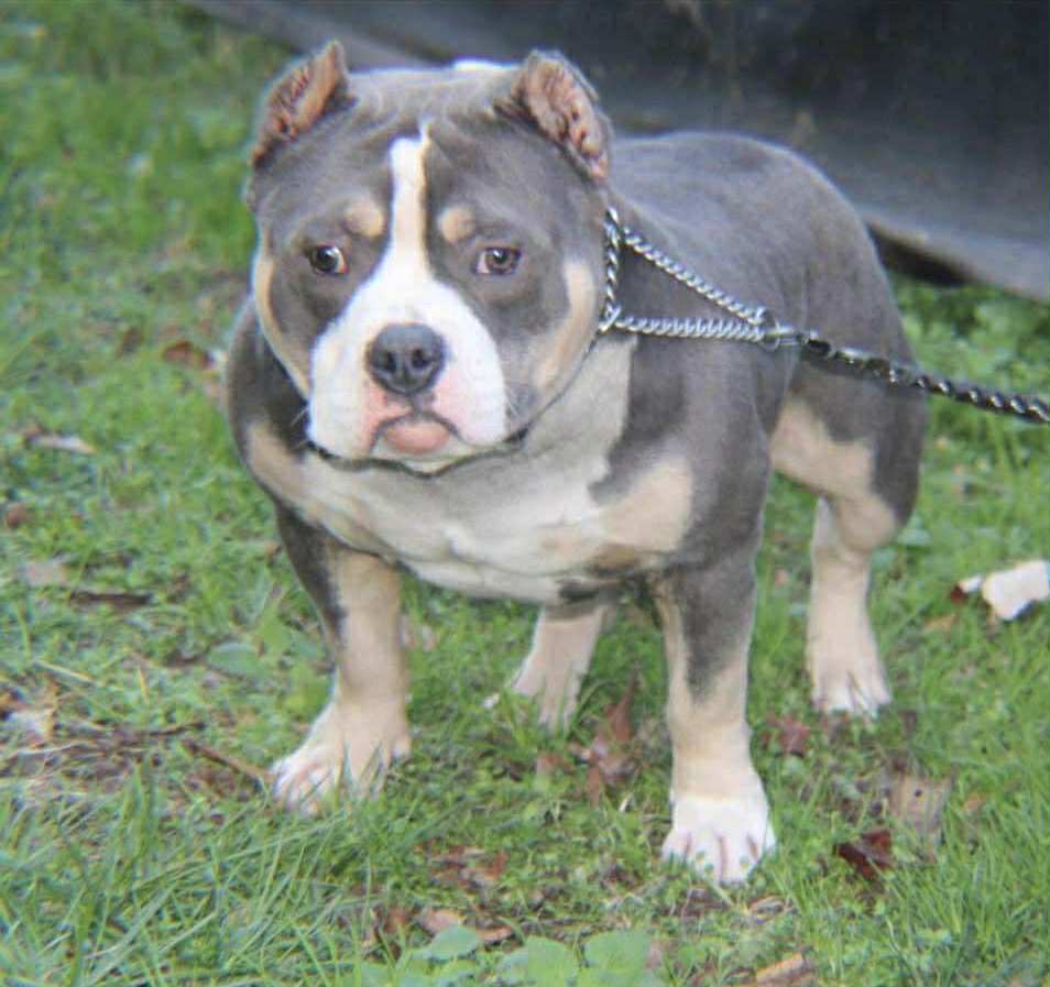Dog Featured Image