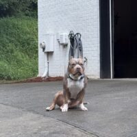 Dog Featured Image