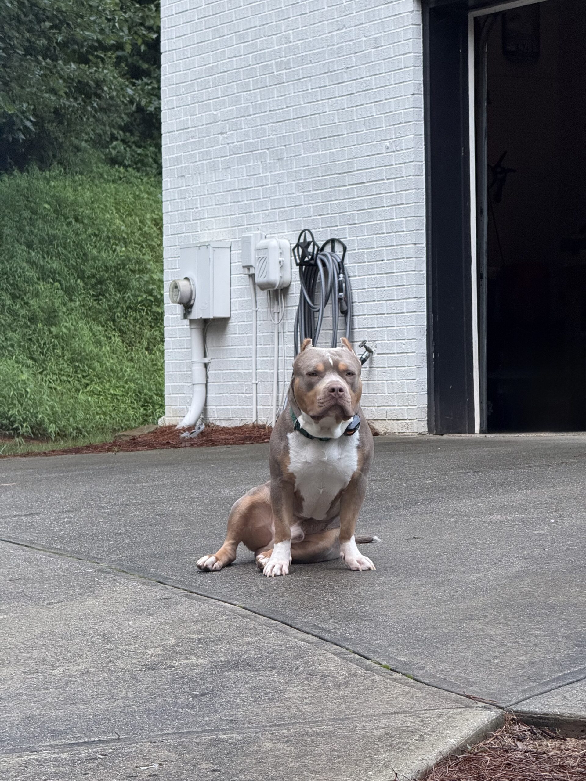 Dog Featured Image