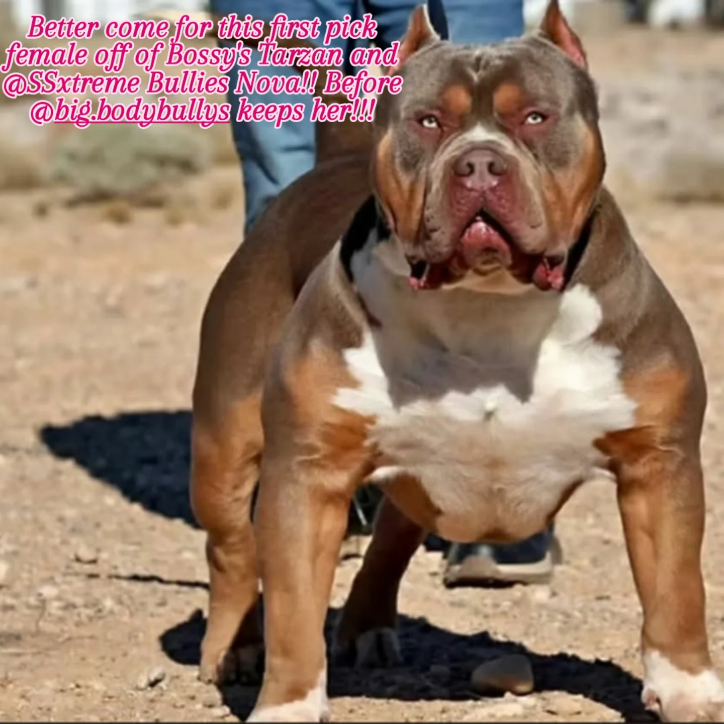 Dog Featured Image
