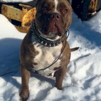 Dog Featured Image