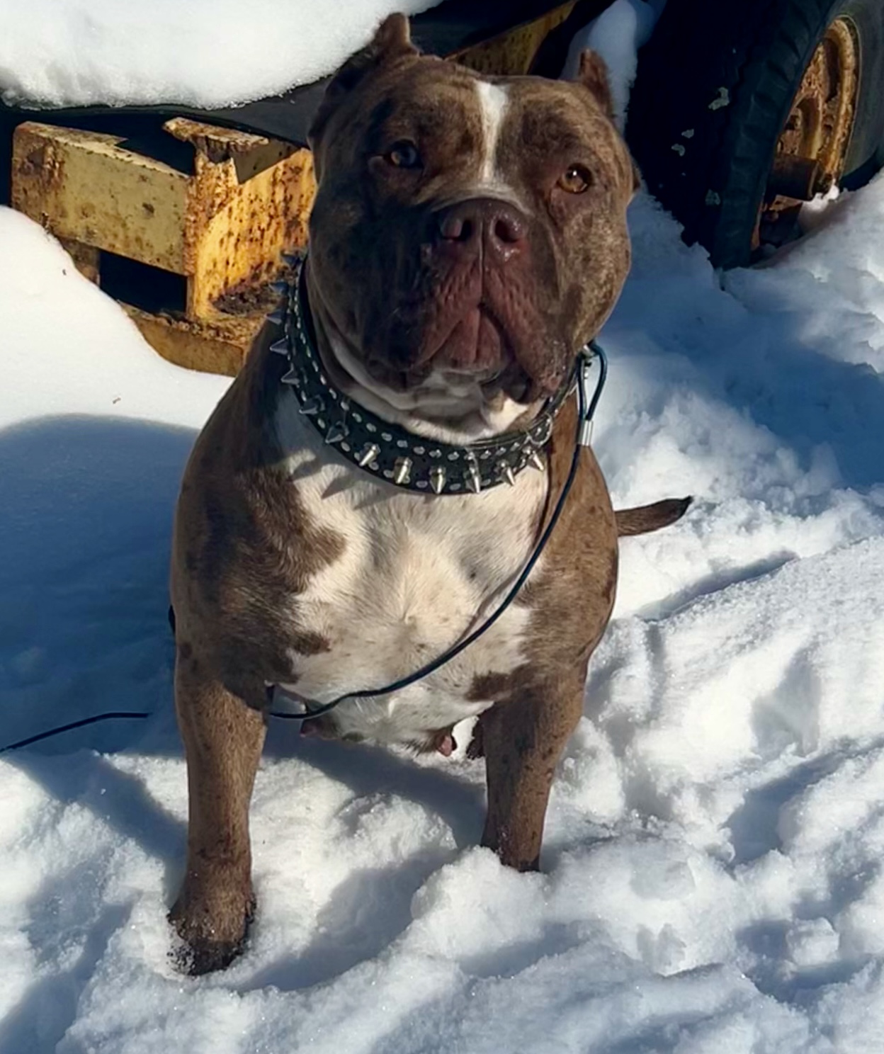Dog Featured Image