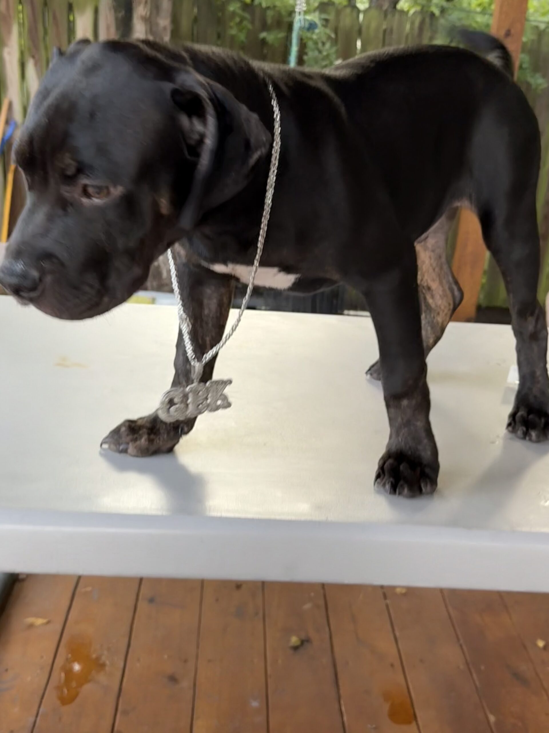 Dog Featured Image