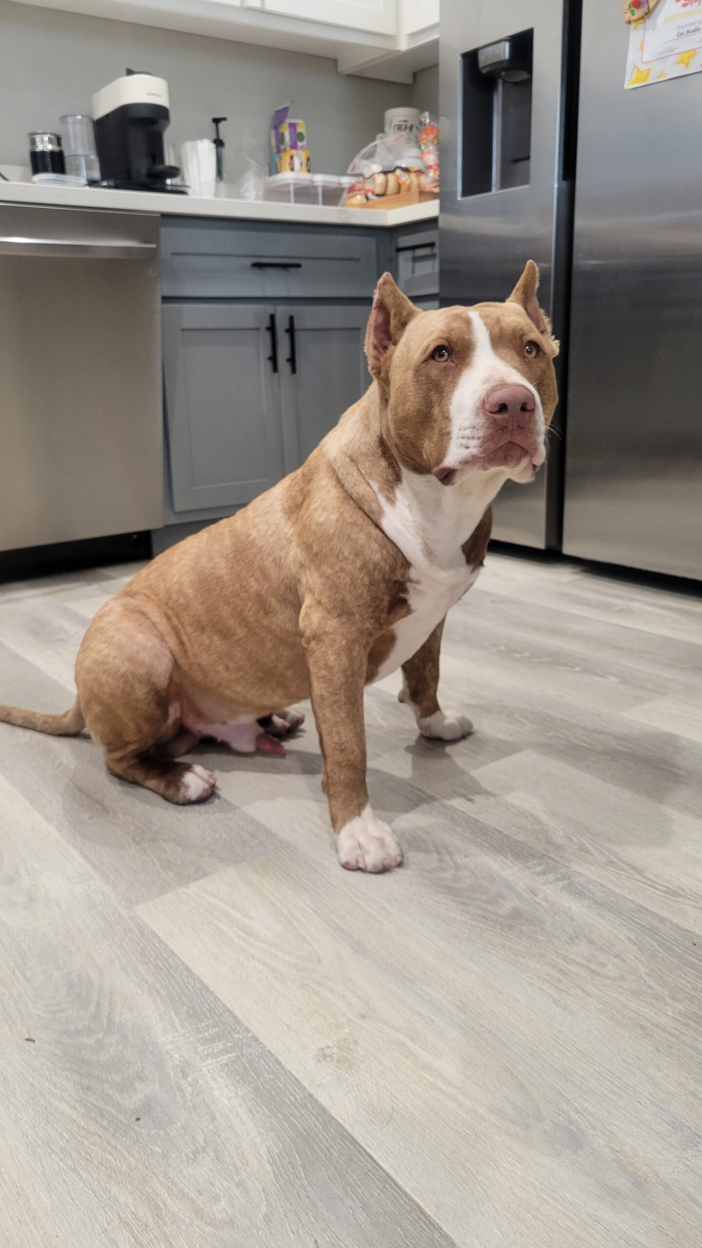 Dog Featured Image