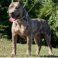 Dog Featured Image