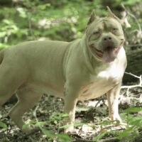 Bully ridge kennel WENDY