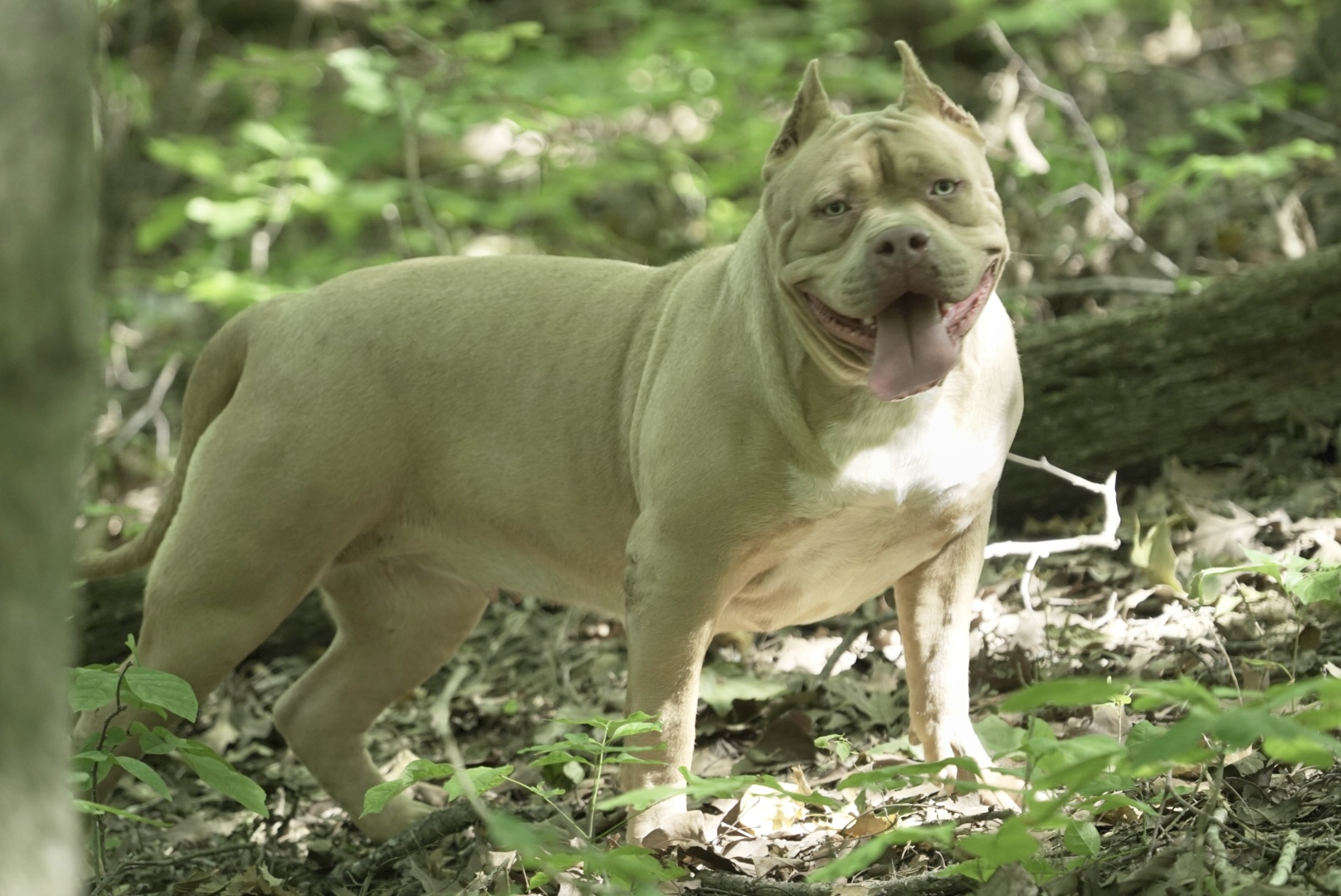 Dog Featured Image
