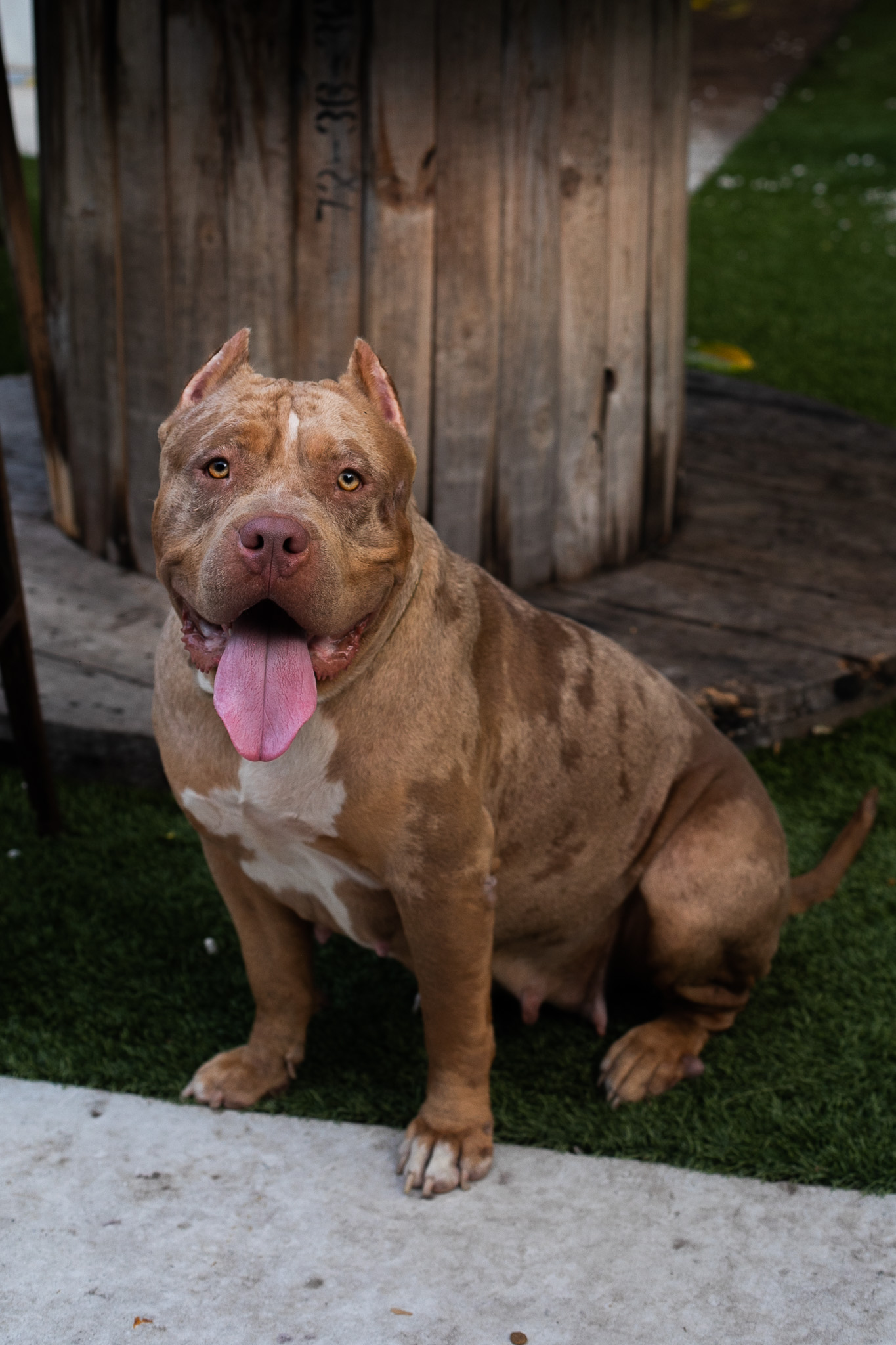 Dog Featured Image