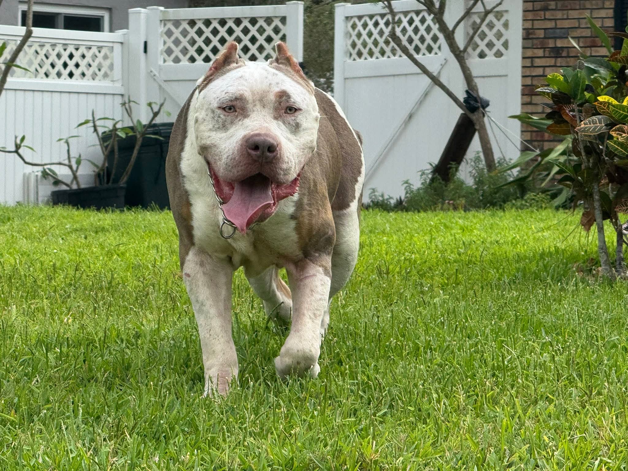 Dog Featured Image