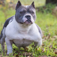 ALEMAN’S TUNDRA OF MARÃN BULLYS*