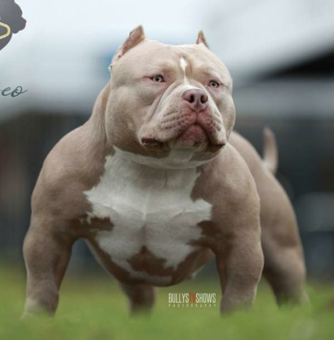 Dog Featured Image
