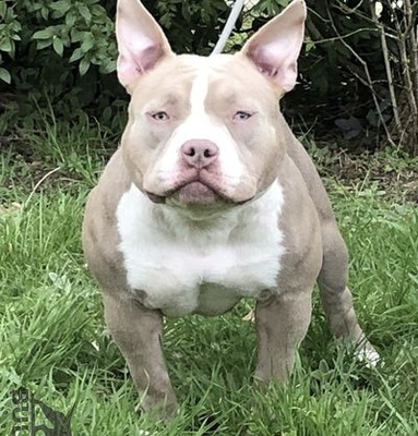 Dog Featured Image
