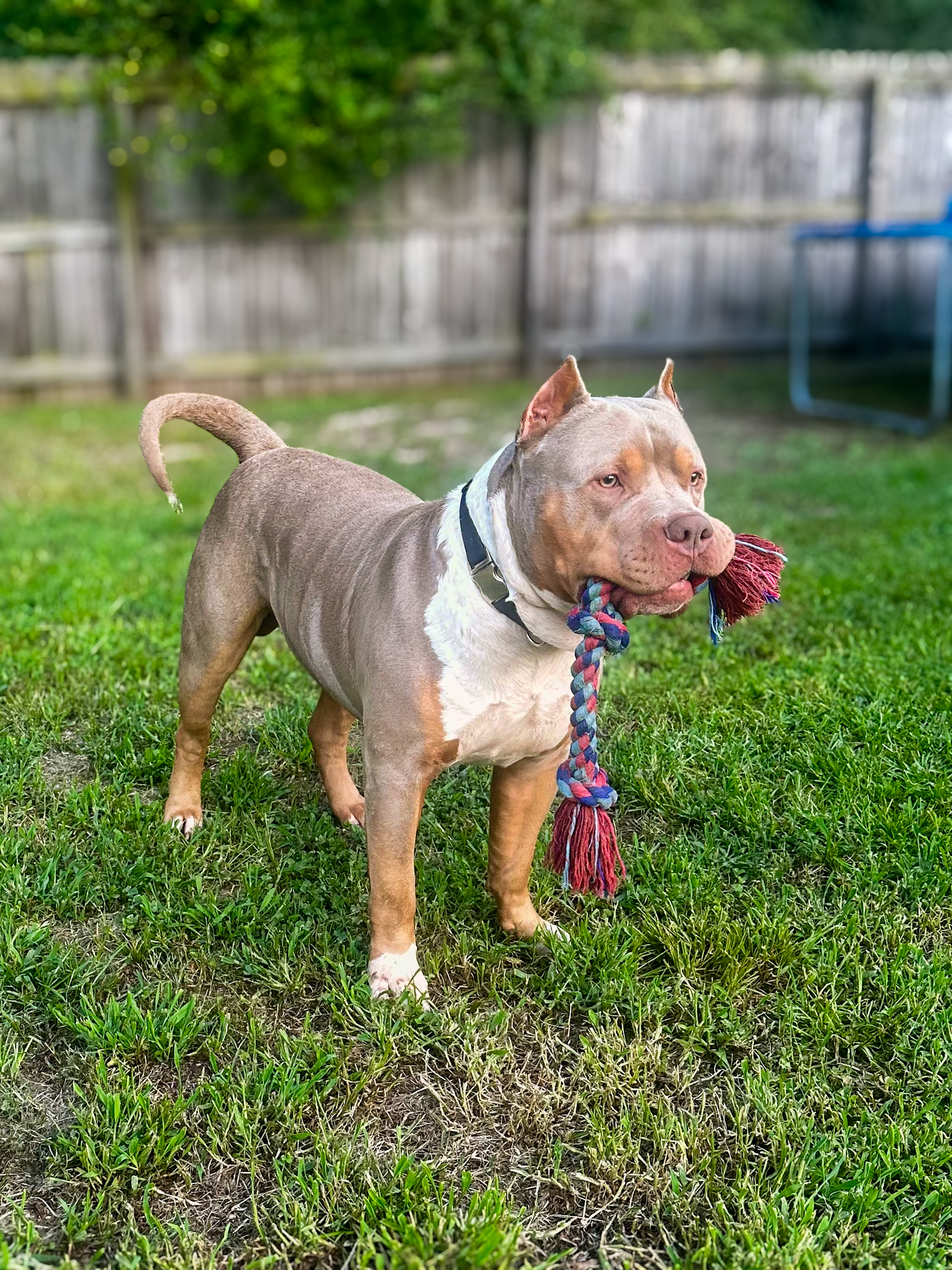 Dog Featured Image