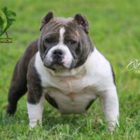 PASSION BULLY PANTOJA*