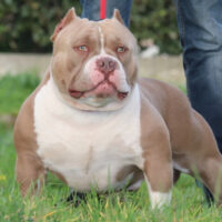 PASSION BULLY ZEUS*