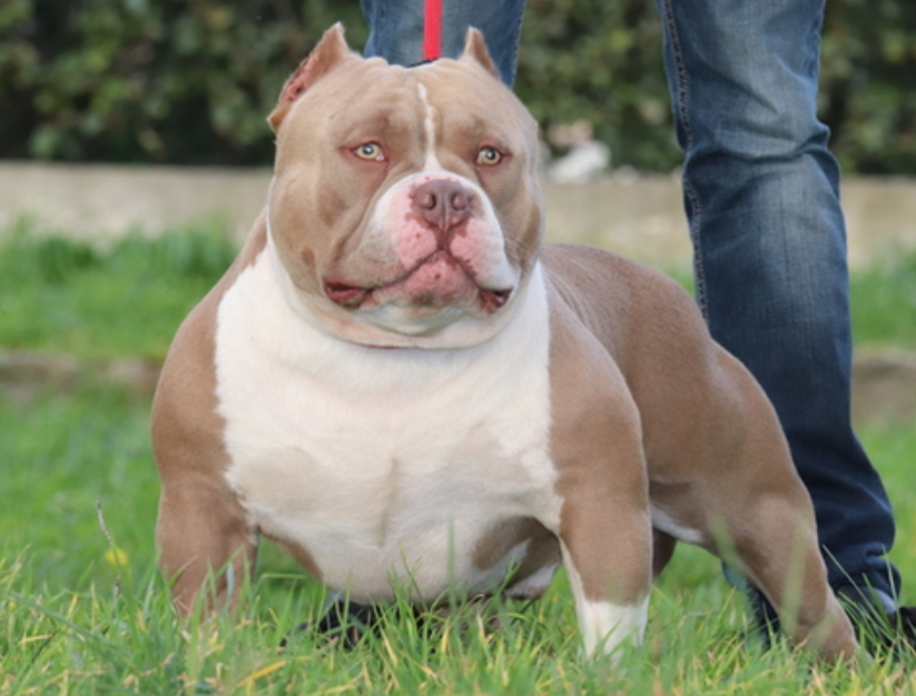 Dog Featured Image