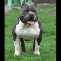 PURE BLUE PITS TI*
