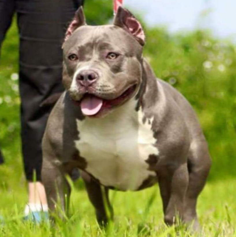 Dog Featured Image