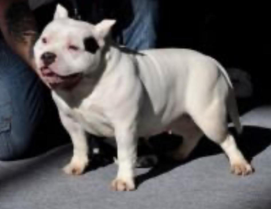 Dog Featured Image
