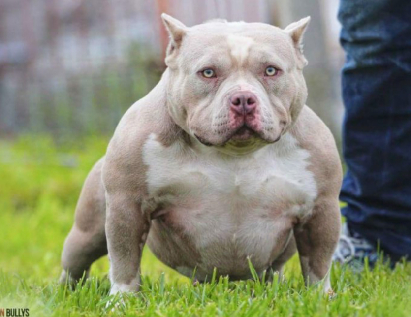 Dog Featured Image