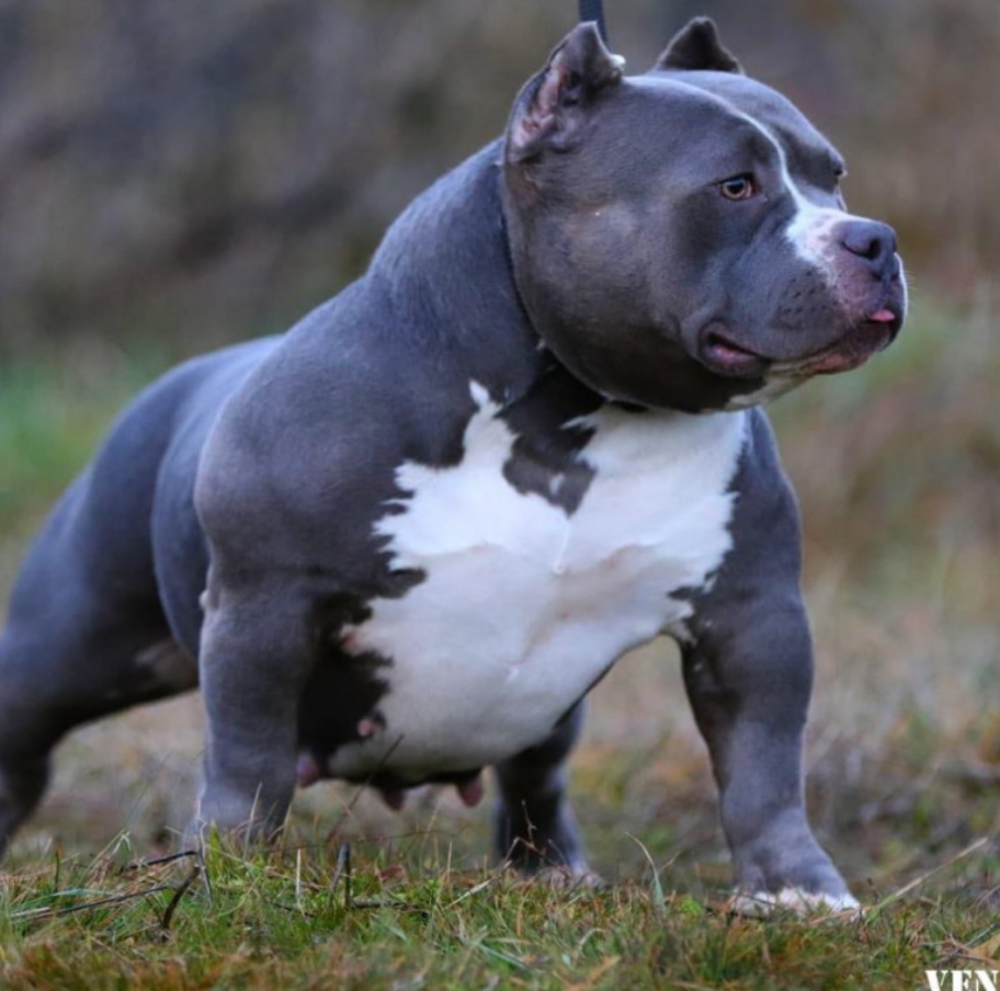 Dog Featured Image
