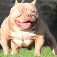 AZURBULLY KLAUS*
