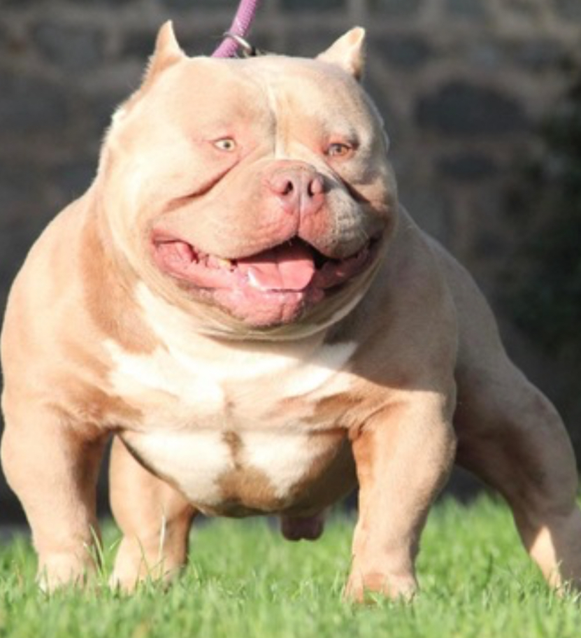 Dog Featured Image