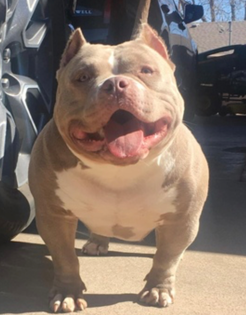 Dog Featured Image