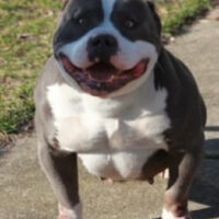 KREEP’S KENNELS KOOCHIE*