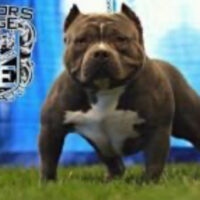 RAZORS EDGE BOWWOW DESPERADO*