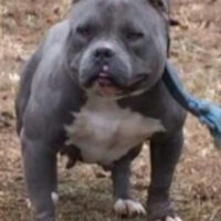 RAZOR’S EDGE BLUEBERRY*