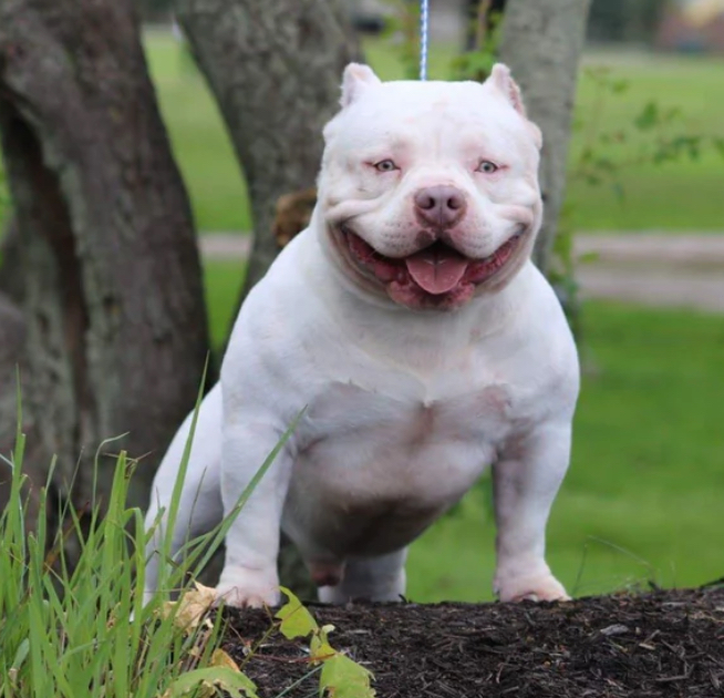 Dog Featured Image