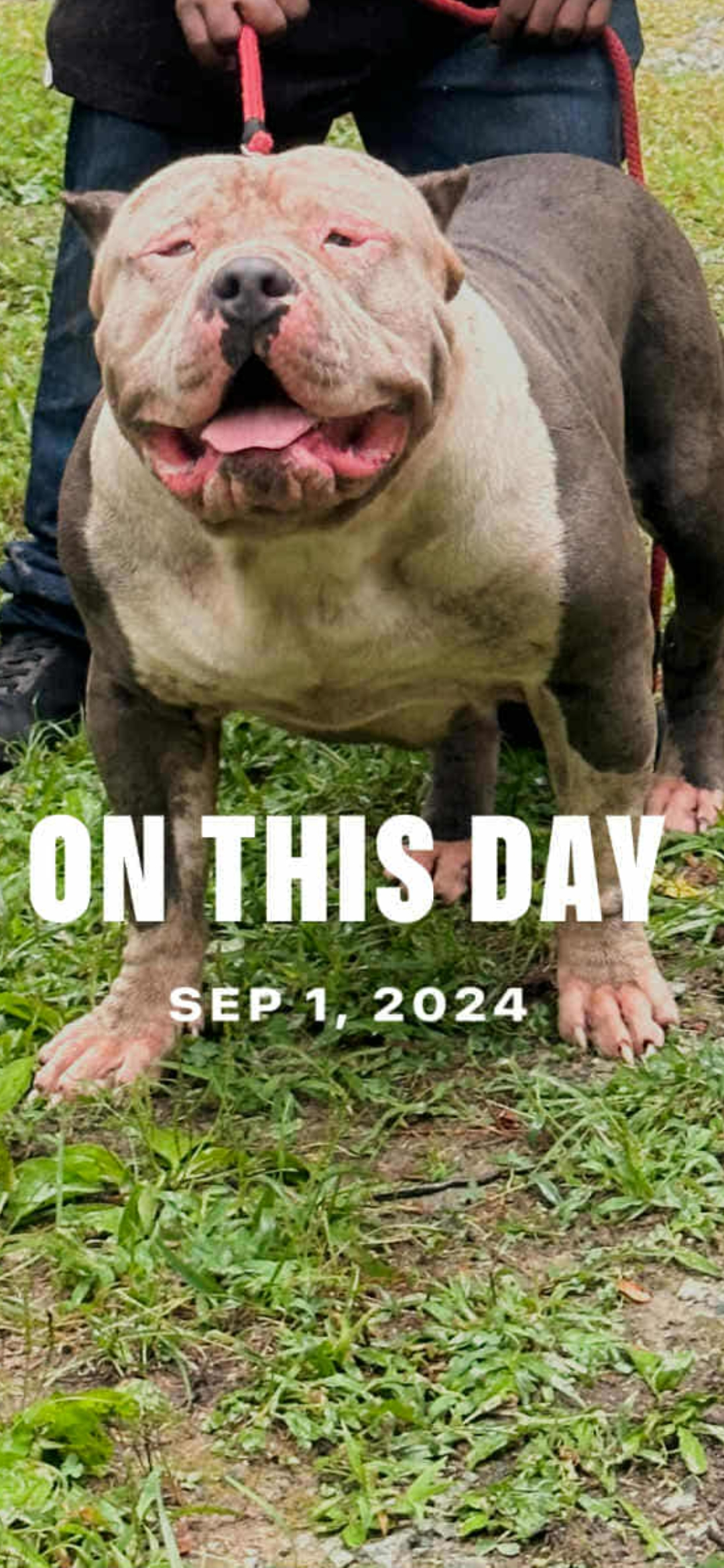 Dog Featured Image