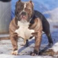 MWMB’s Bruno DNA*