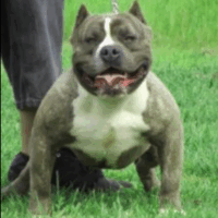 BULLYHAZEKENNELS SHORTY’O
