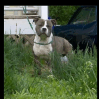 NAUCKS BULLIES CHUCK BROWN