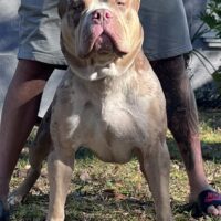 BLEDSOE’S BULLIES LUCIFER BLEDSOE