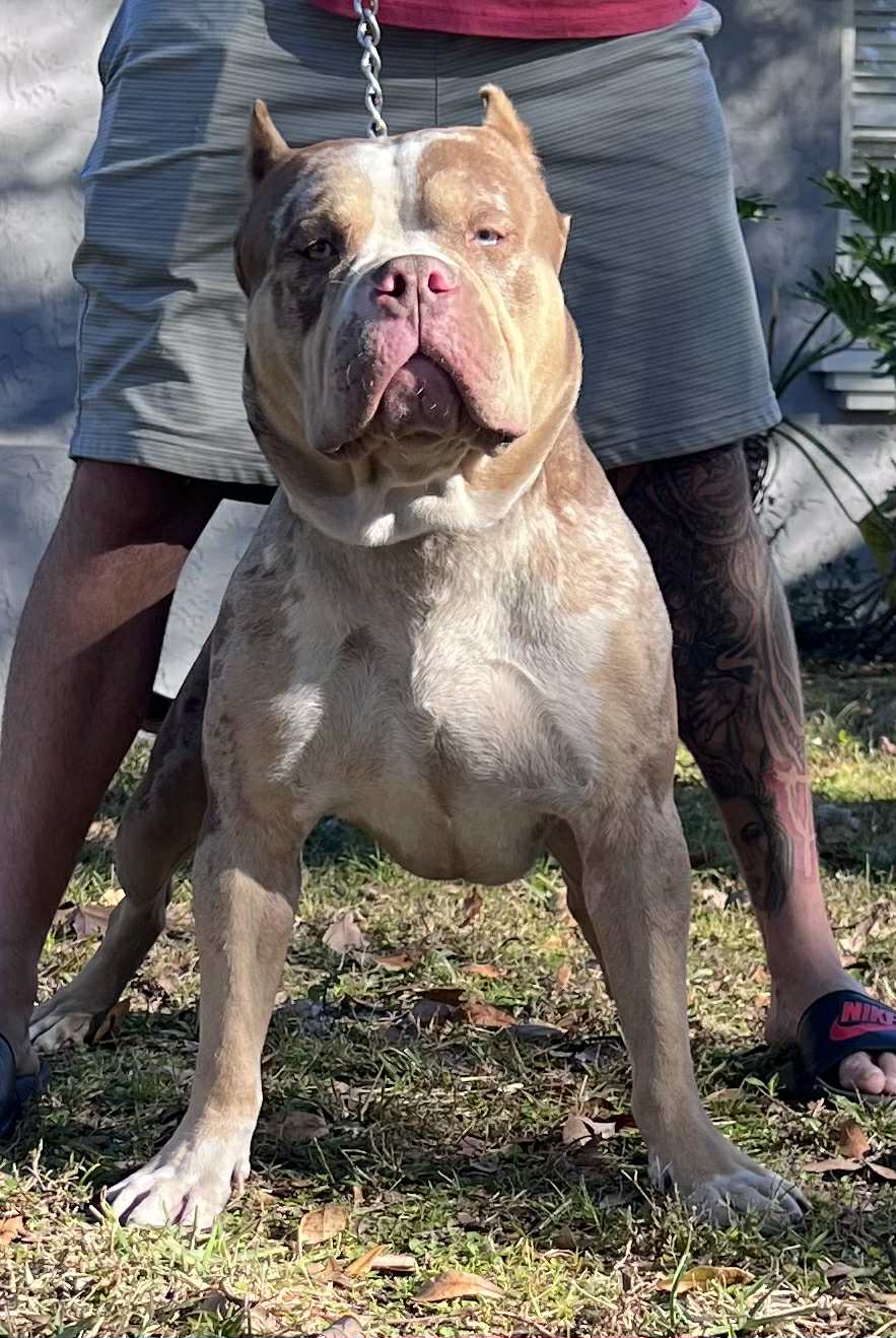 Dog Featured Image