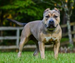 Dog Featured Image