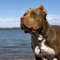 Dog Featured Image