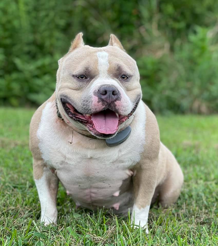 Dog Featured Image