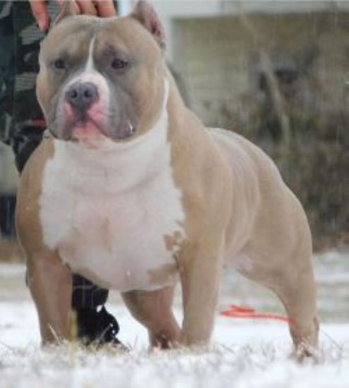Dog Featured Image