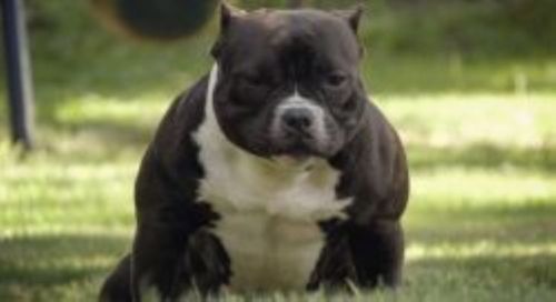 Dog Featured Image