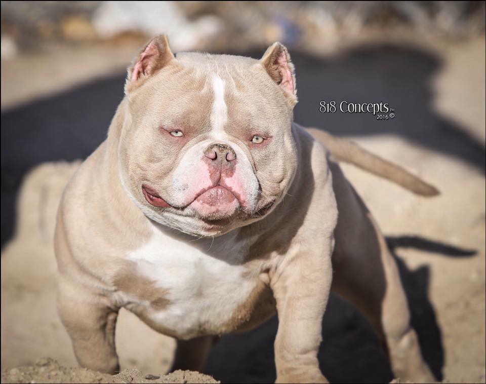 Dog Featured Image