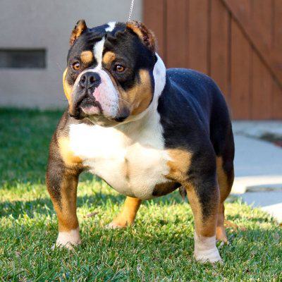 Dog Featured Image