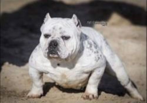 Dog Featured Image