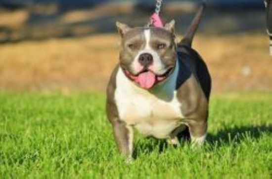 Dog Featured Image