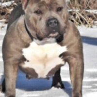 Dog Featured Image