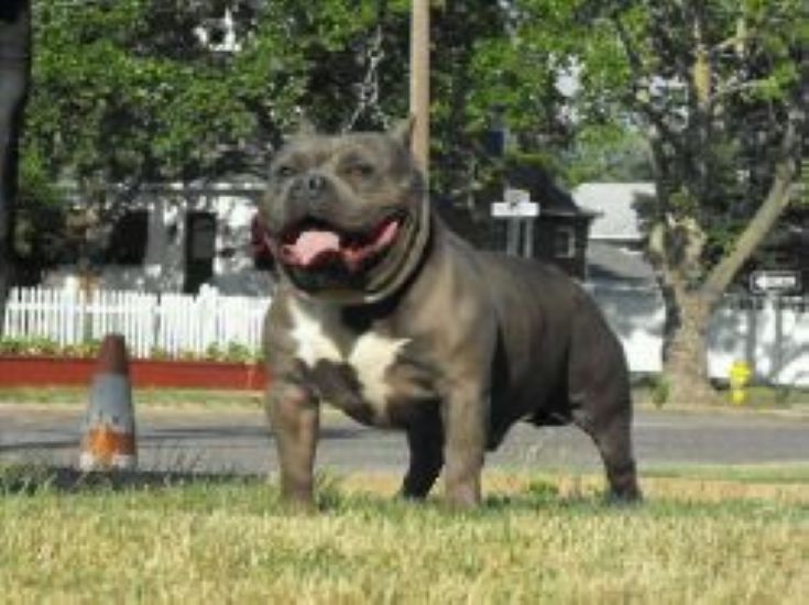 Dog Featured Image